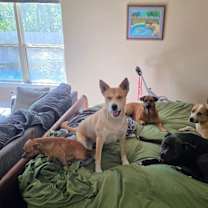 Thumbnail photo of Darling Delilah so Dainty #3