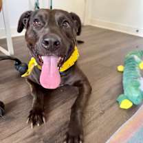 Thumbnail photo of Ziggy Sweet and Gentle #1