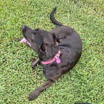 Thumbnail photo of Ziggy Sweet and Gentle #2