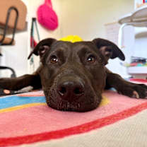 Thumbnail photo of Ziggy Sweet and Gentle #3