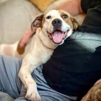 Thumbnail photo of Rebecca Cuddles- Loves  Cats, Dogs and Kids #1