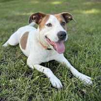 Thumbnail photo of Rebecca Cuddles- Loves  Cats, Dogs and Kids #2