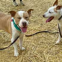 Thumbnail photo of Ranchito Dorito the most chill dude #3