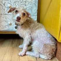 Thumbnail photo of Oscar Mayer #1