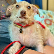 Thumbnail photo of Oscar Mayer #2