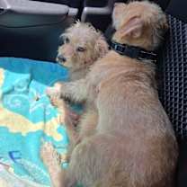 Thumbnail photo of Oscar Mayer #3