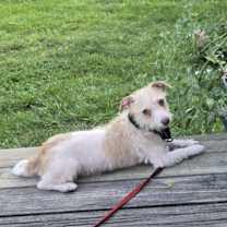 Thumbnail photo of Oscar Mayer #4