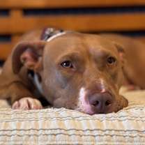 Thumbnail photo of Blinky Baby loves the babies and belly rubs #2