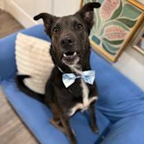 Thumbnail photo of Gus the Brainy Bestie with a Goofy Side #1