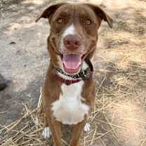 Thumbnail photo of Silly Samson Splashes in the Day and cuddles at night! #1