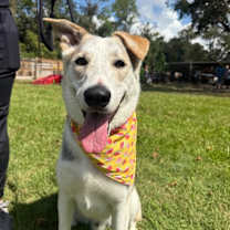 Thumbnail photo of Salt so sweet belly rubs please #1