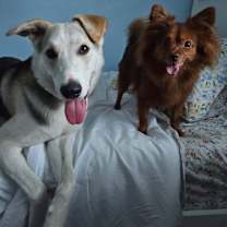 Thumbnail photo of Salt so sweet belly rubs please #2