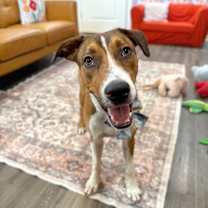 Thumbnail photo of George the goodest boy #1