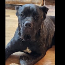 Thumbnail photo of Lainey 21909 #1