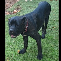 Thumbnail photo of Lainey 21909 #2