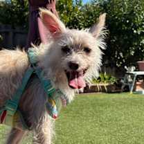 Thumbnail photo of Vanilla #2