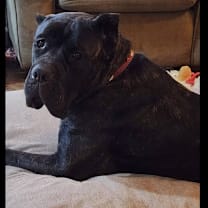 Thumbnail photo of Lainey 21909 #3