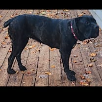 Thumbnail photo of Lainey 21909 #4