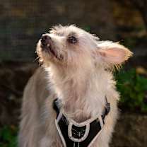 Thumbnail photo of Vanilla #4