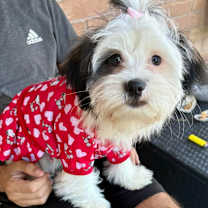 Thumbnail photo of Coco Noelle #1