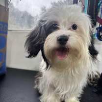 Thumbnail photo of Coco Noelle #2