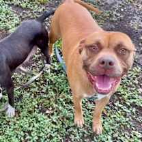 Thumbnail photo of Boston Bear itty bitty babe #3