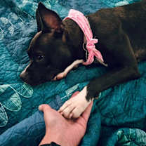 Thumbnail photo of Boston Bear itty bitty babe #4