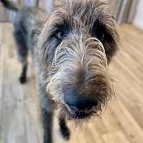 Thumbnail photo of Wolfsbane #2