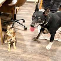 Thumbnail photo of Trixie Loves Little Dogs #3