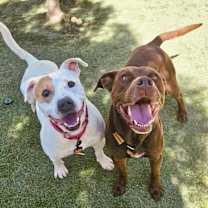 Thumbnail photo of Cyrus Cuddles the Easy Breezy Love Bug #3