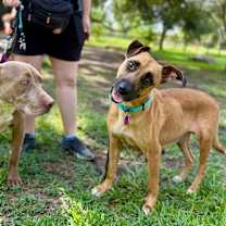 Thumbnail photo of Gigi the Gentle #3