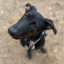 Thumbnail photo of Trina Ronnie #1