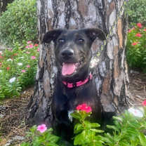 Thumbnail photo of Trina Ronnie #3