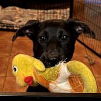 Thumbnail photo of Trina Ronnie #4