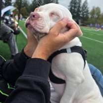 Thumbnail photo of Beethoven Clu Tiny and Sweet #1