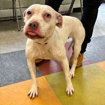 Thumbnail photo of Brea Shivermetimbers #3