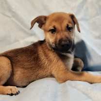 Thumbnail photo of Tigress AL #4