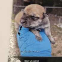 Thumbnail photo of Tigress AL #2