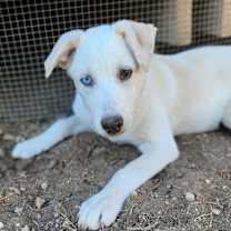 Thumbnail photo of Milo AL #1