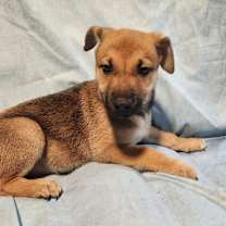 Thumbnail photo of Tigress AL #3