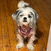 Thumbnail photo of Birdie #3