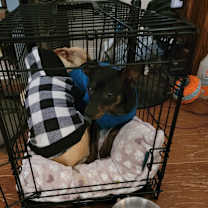 Thumbnail photo of Whiskey #3