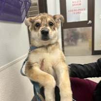 Thumbnail photo of Pharaoh #2