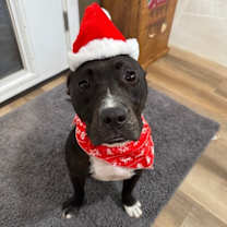 Thumbnail photo of Tango the Tiny dancer #1