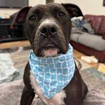 Thumbnail photo of Tango the Tiny dancer #3