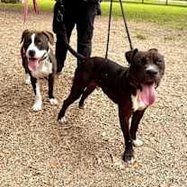 Thumbnail photo of Tango the Tiny dancer #4