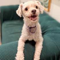 Thumbnail photo of Chino #1