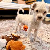 Thumbnail photo of Chino #3