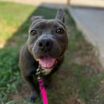 Thumbnail photo of Smokey Sassy Sweet and Small #2