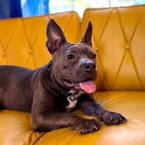 Thumbnail photo of Smokey Sassy Sweet and Small #3